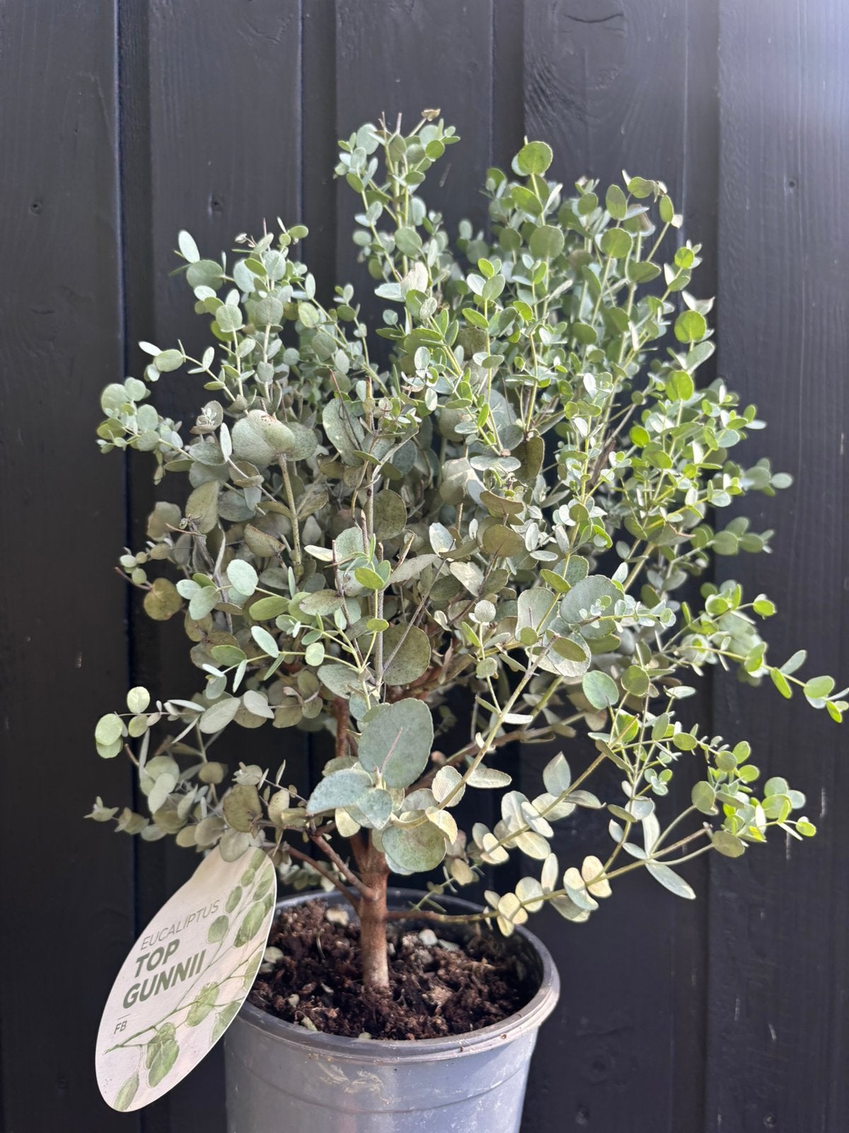 Eucalyptus, Ophalen of Verzenden, Overige soorten, Volle zon