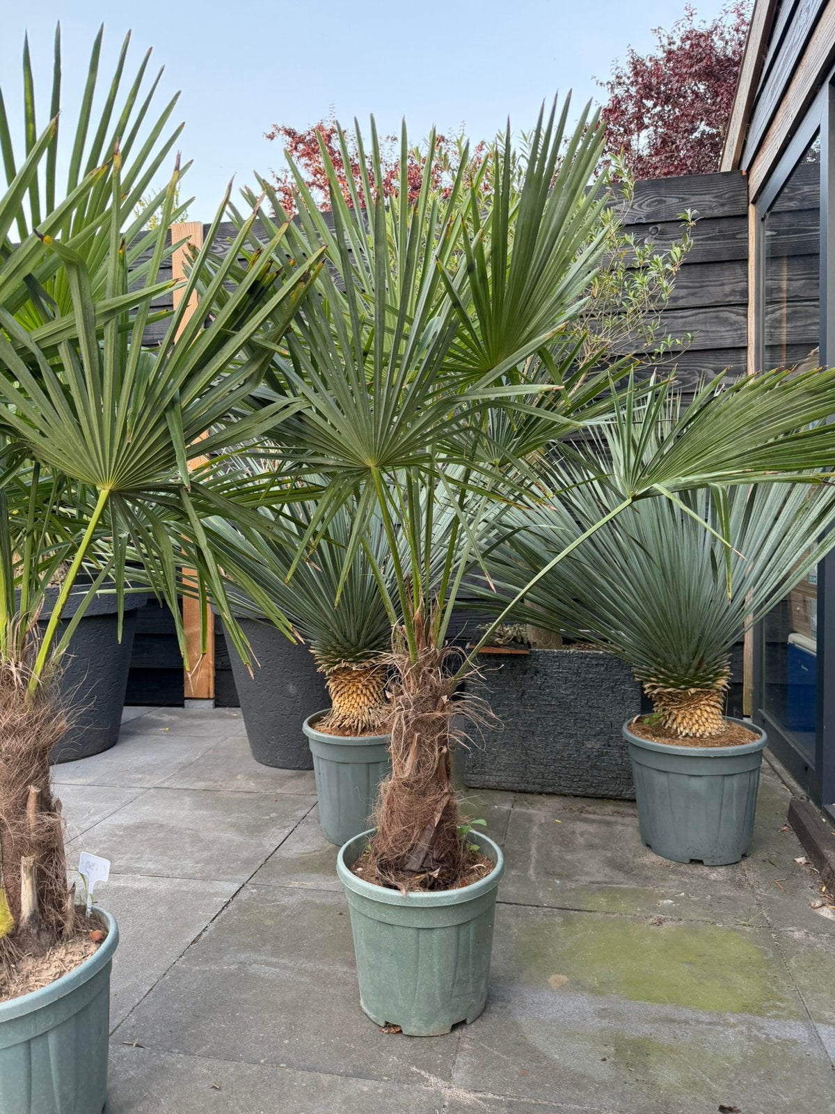 Mooie en sterke Trachycarpus fortunei (Chinese waaierpalm), Ophalen of Verzenden, Gehele jaar, Volle zon