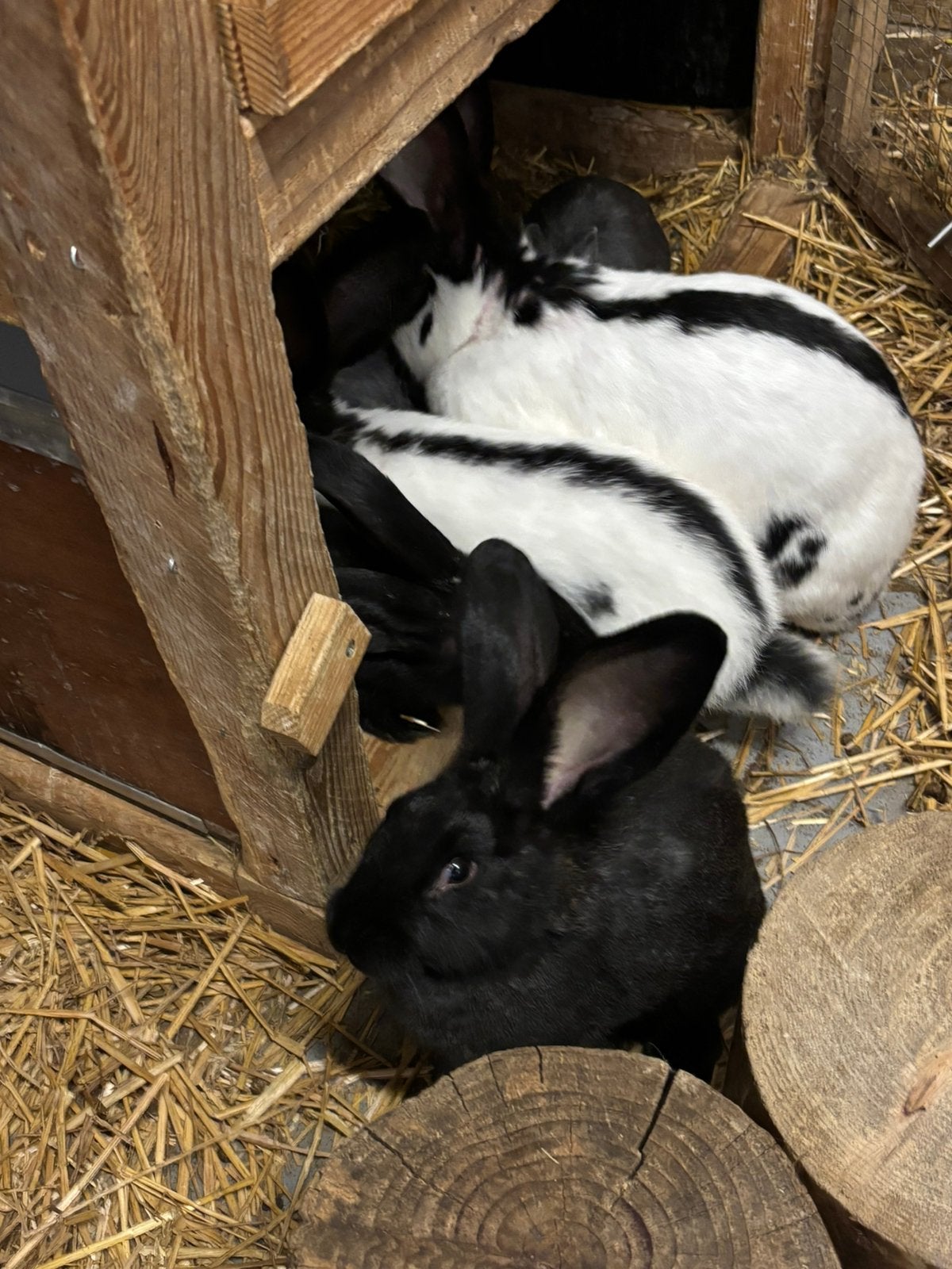 3 x duitse reus x groot lotharinger konijn, Dieren en Toebehoren, Konijnen, Meerdere dieren, Groot, 0 tot 2 jaar