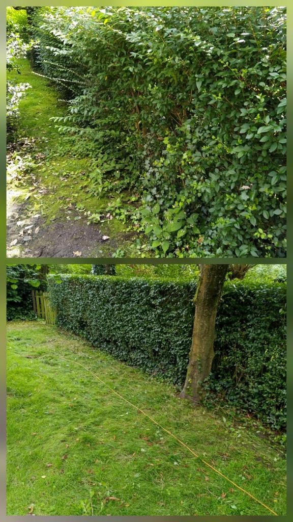 Tuinman/hovenier/tuinhulp gezocht/aangeboden, Diensten en Vakmensen, Tuinmannen en Stratenmakers