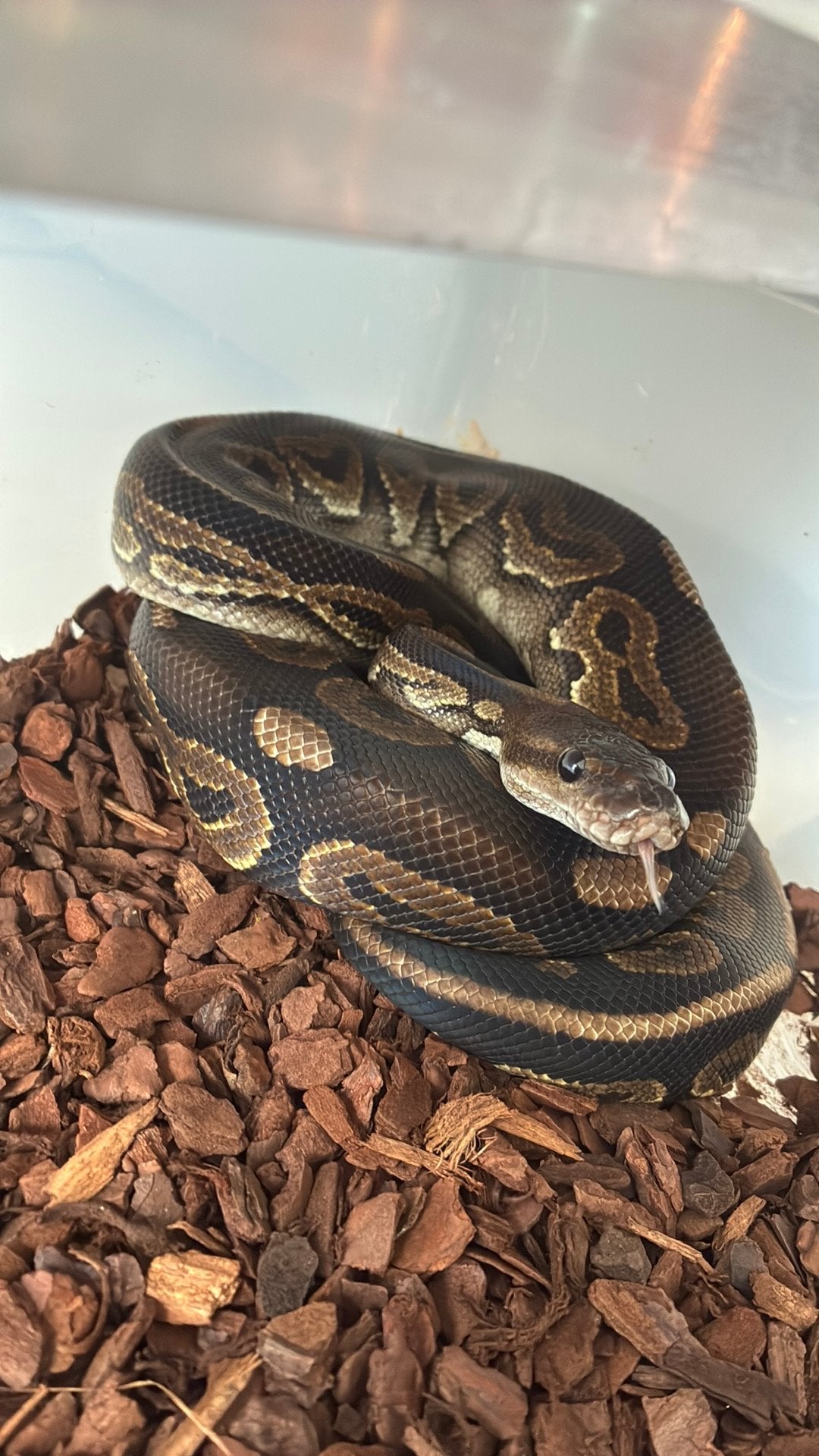 Ball python regius Ball Python photo 2