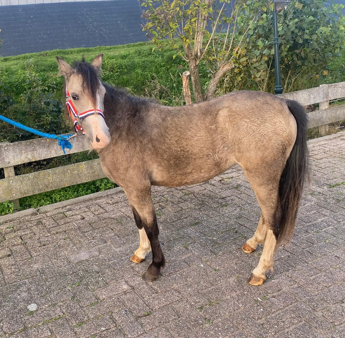 Gave A- Welsh merrie te koop!, Dieren en Toebehoren, Merrie, Met stamboom, 0 tot 2 jaar, A pony (tot 1.17m)