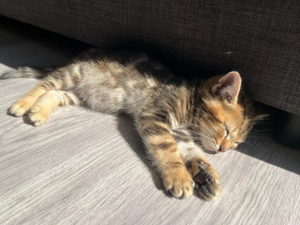 Bengaal kittens 🟢🇳🇱, Dieren en Toebehoren, Katten en Kittens | Raskatten | Korthaar, Meerdere dieren, Gechipt, 0 tot 2 jaar