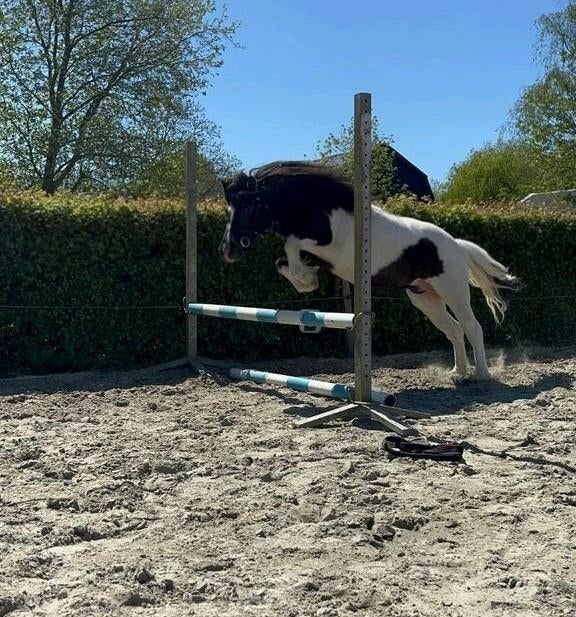 Mooie alround sportpony, Dieren en Toebehoren, Ruin, A pony (tot 1.17m), Ontwormd, 0 tot 2 jaar