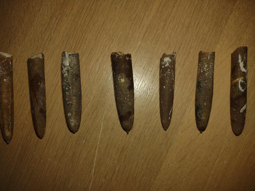 Belemnieten uit steengroeve Misburg zuid (Germania IV), Ophalen of Verzenden, Fossiel