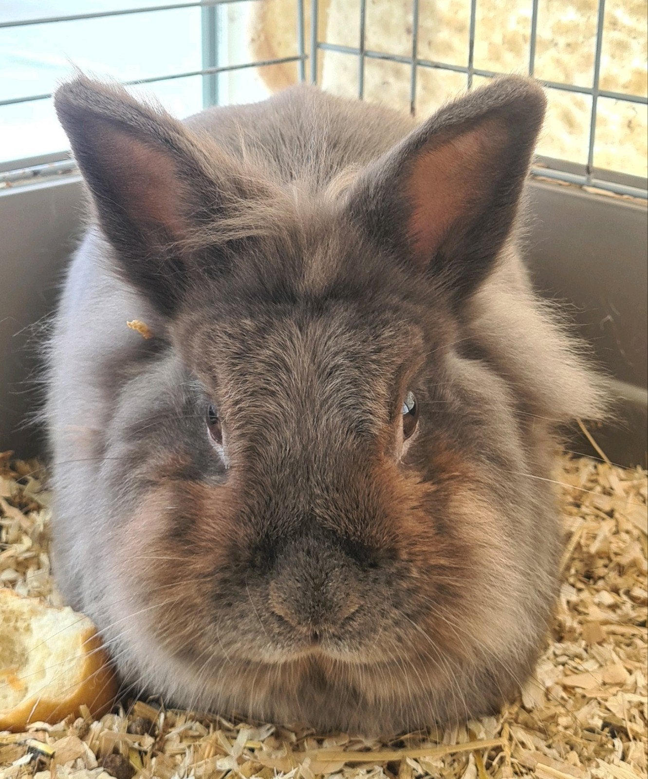 Baardkonijn rammelaar (Lyon), Mannelijk, Middelgroot, 3 tot 5 jaar