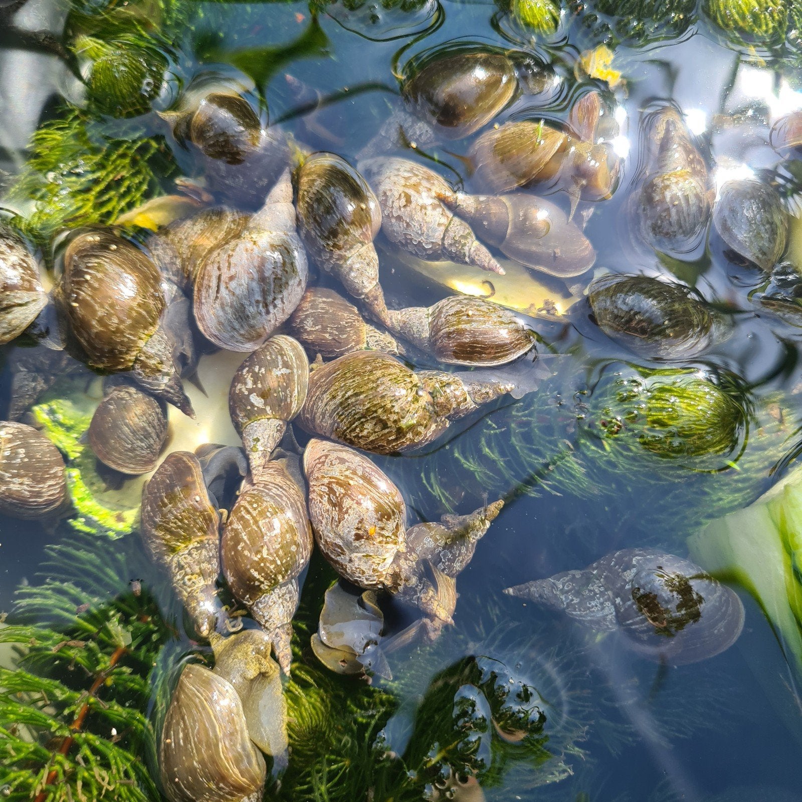 poelslakken, Tuin en Terras, Ophalen of Verzenden