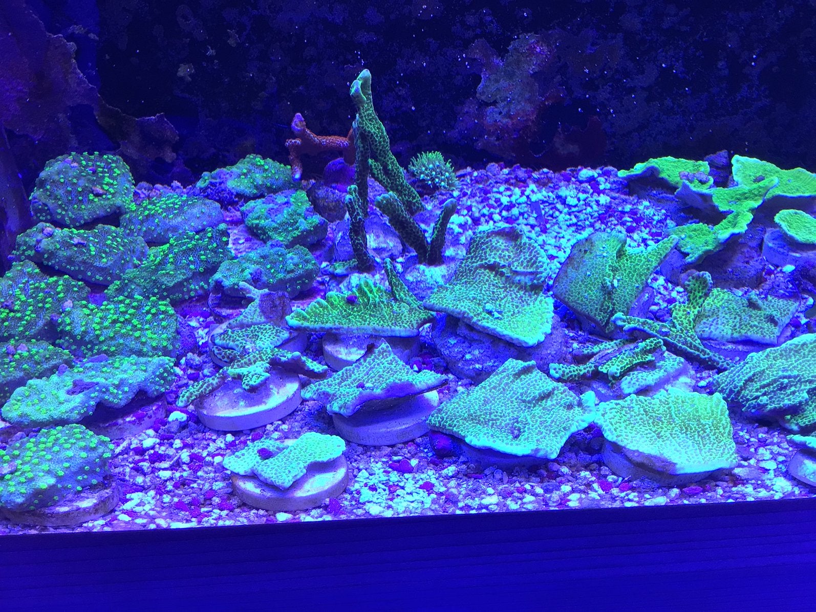 Frags van cypastrea, mp confusa en mp ultragreen, en grotere, Dieren en Toebehoren, Vis