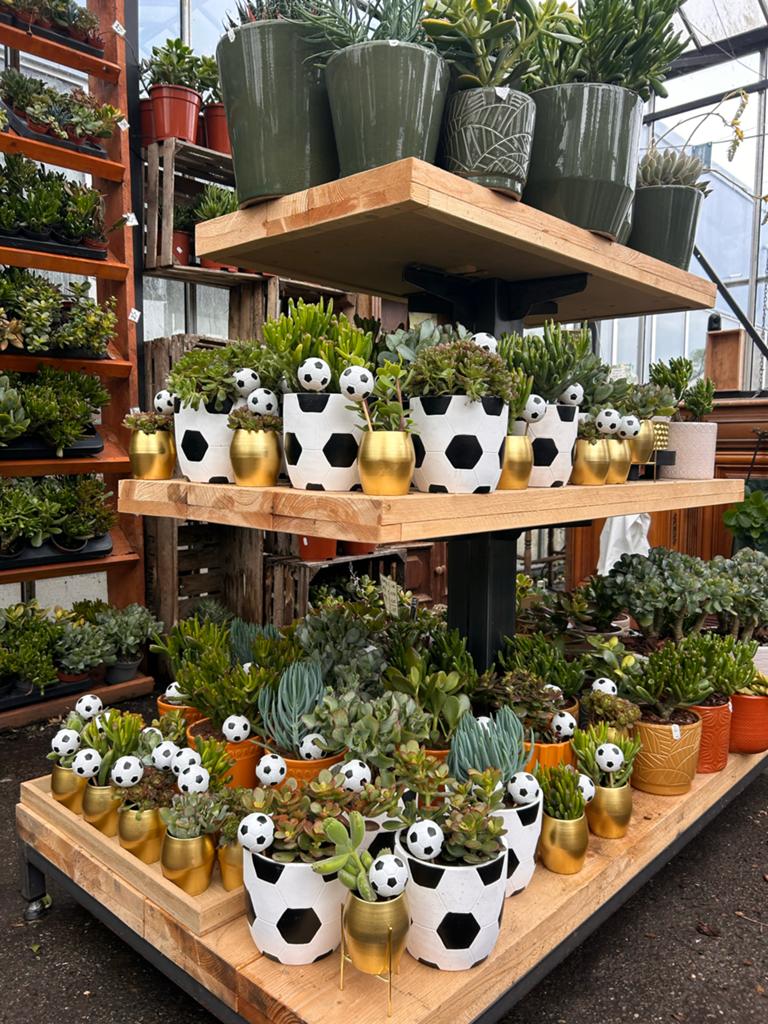 Crassula vetplanten: diverse soorten in mini-kas, Ophalen, Vetplant, In pot, Minder dan 100 cm
