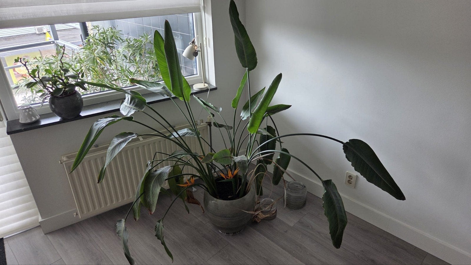 Strelitzia nicolai - paradijsvogelplant, Ophalen