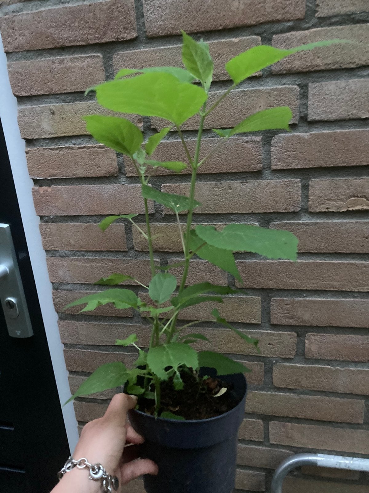 Hortensia Anabelle, Ophalen of Verzenden, Overige soorten, Halfschaduw