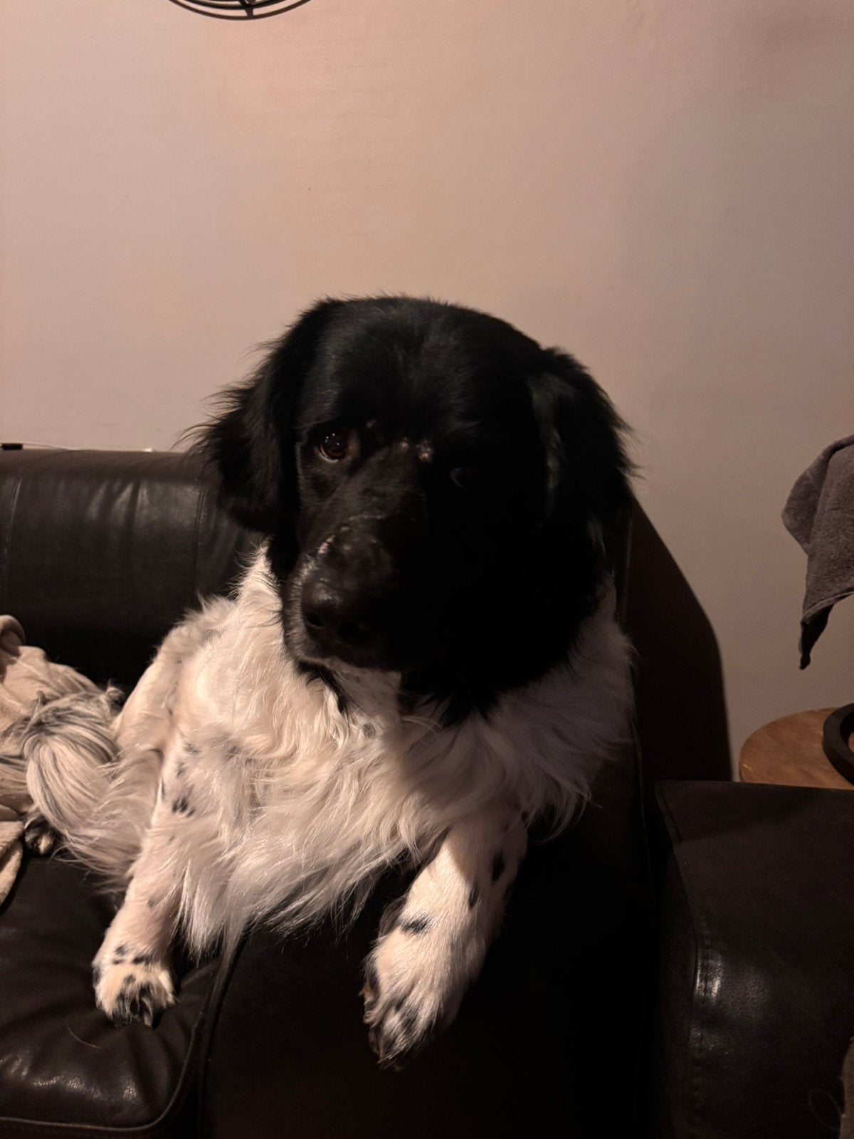 Friese stabij, Dieren en Toebehoren, Honden | Retrievers, Spaniëls en Waterhonden, Eén hond, 3 tot 5 jaar, Nederland, Particulier