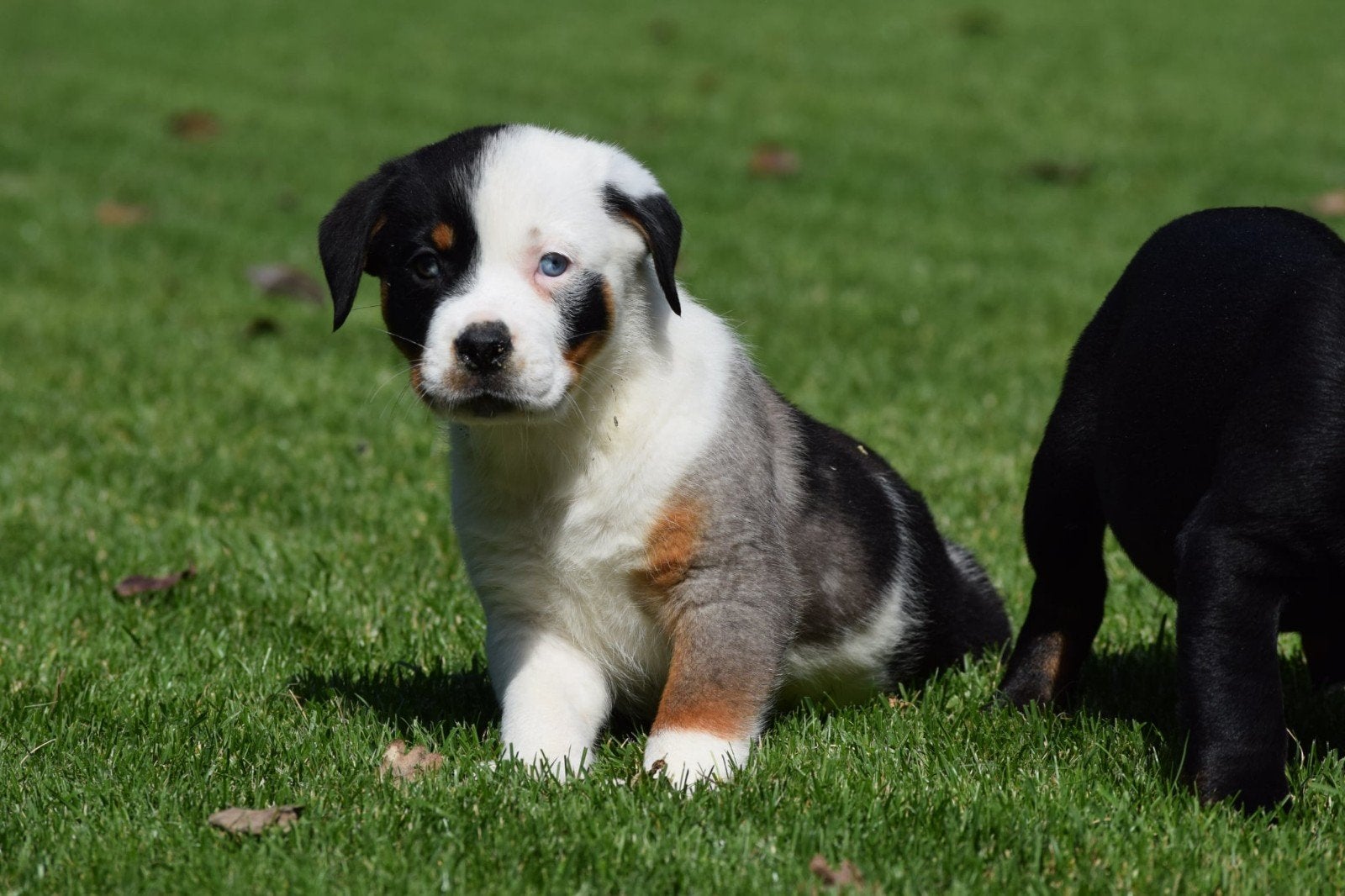 Zeer mooie Rotweiller maal buldog puppy's, Dieren en Toebehoren, Honden | Niet-rashonden, Parvo, 8 tot 15 weken, Meerdere, Meerdere dieren