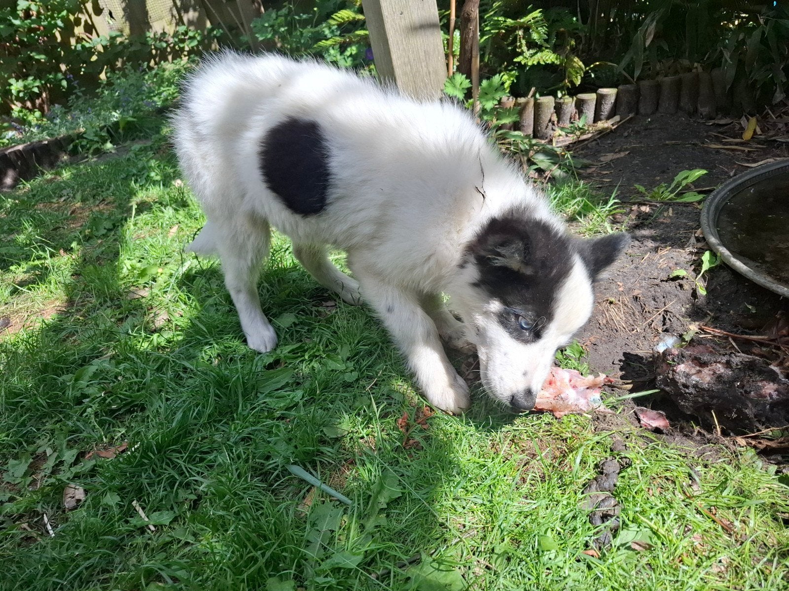 Prachtige Dutch laika pups.  Yakutian Laika, x Samojeed mix, Parvo, 8 tot 15 weken, Poolhond, Meerdere