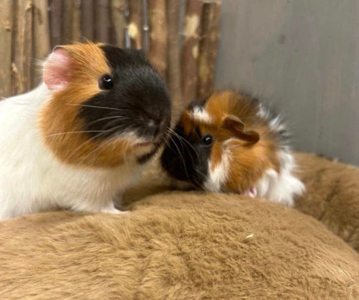 Bassie en Andriaan zoeken samen een liefdevol thuis!, Dieren en Toebehoren, Knaagdieren, Cavia, April, Mannelijk, Tam