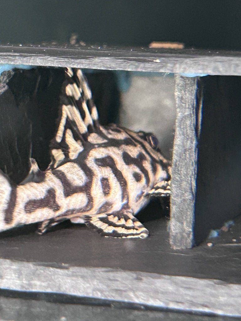 Hypancistrus sp. L236 – 1 Female & 2 Males, Vis, Zoetwatervis