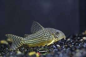 Corydora Sterbai - Pantsermeerval - Koidreams Valburg, Vis, Zoetwatervis