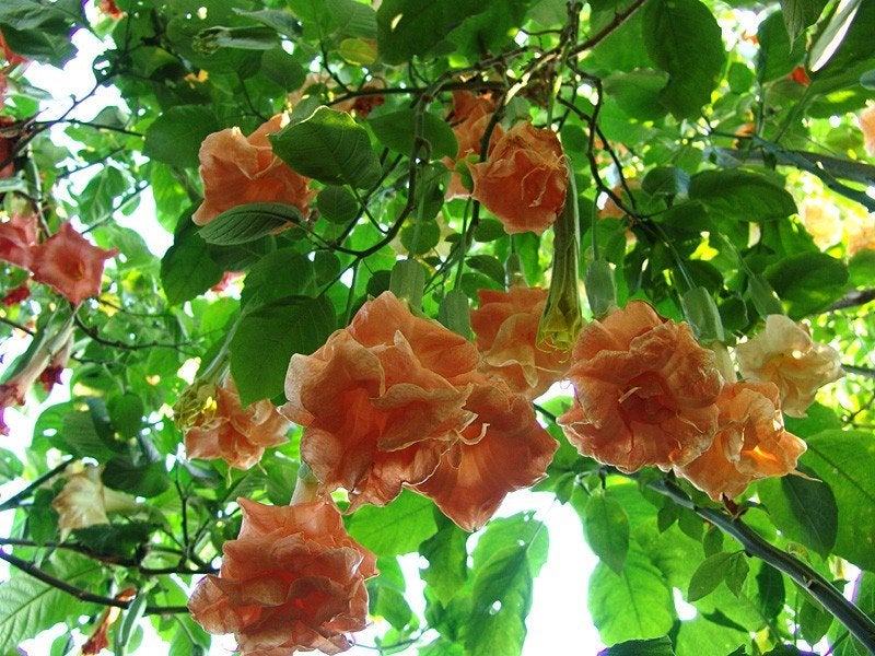 Brugmansia 'Angels' flight'Engelentrompet in 12 liter pot., Volle zon, Vaste plant, Lente, Ophalen