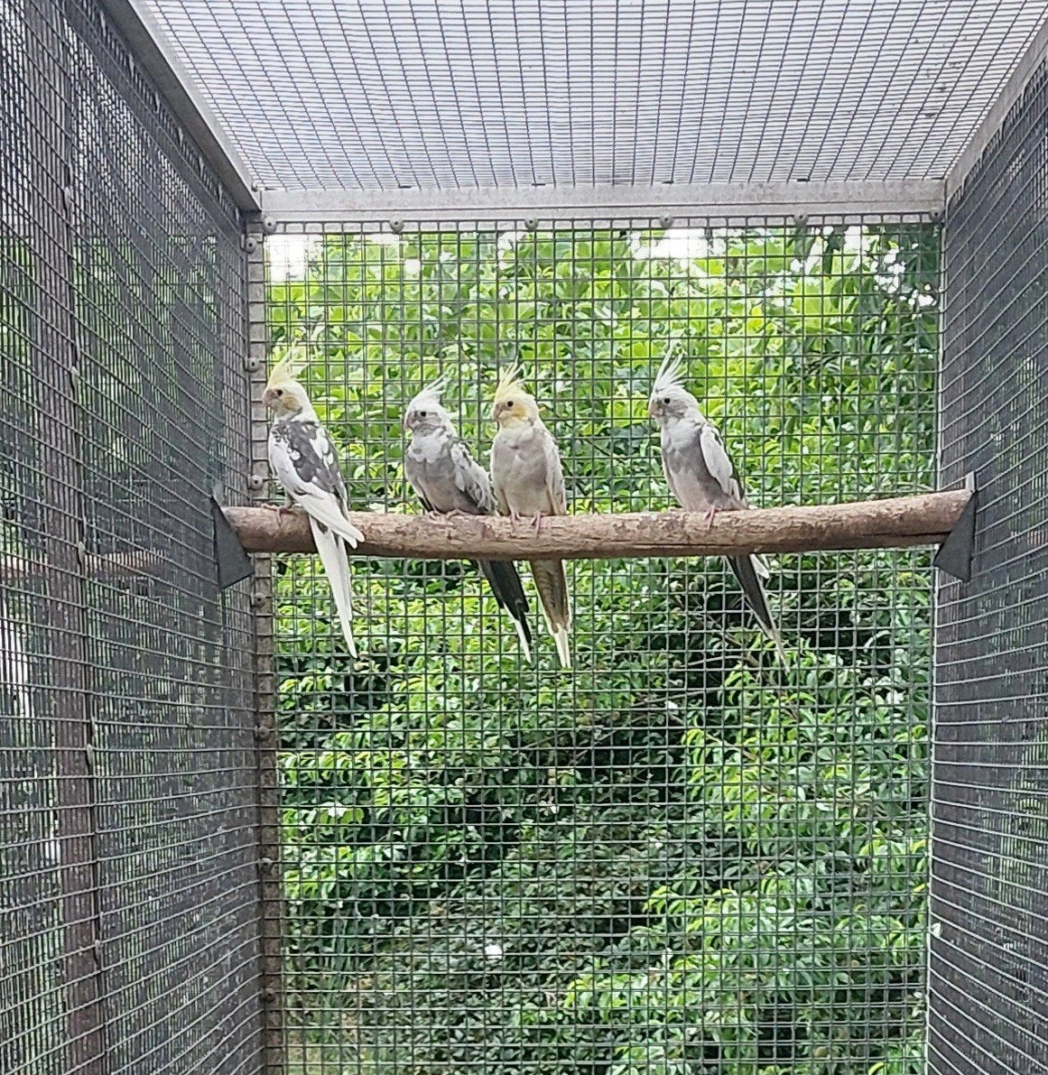 Valkparkieten, Meerdere dieren, Parkiet, Geringd