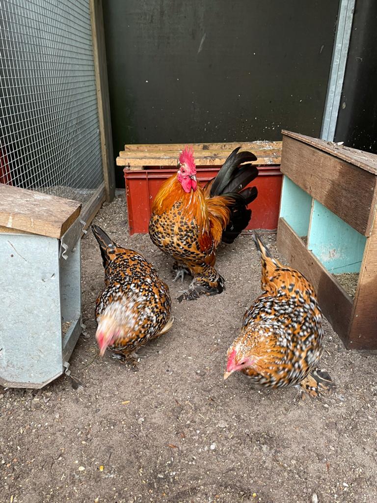 Sabelpoot krielen, Dieren en Toebehoren, Pluimvee, Meerdere dieren, Kip