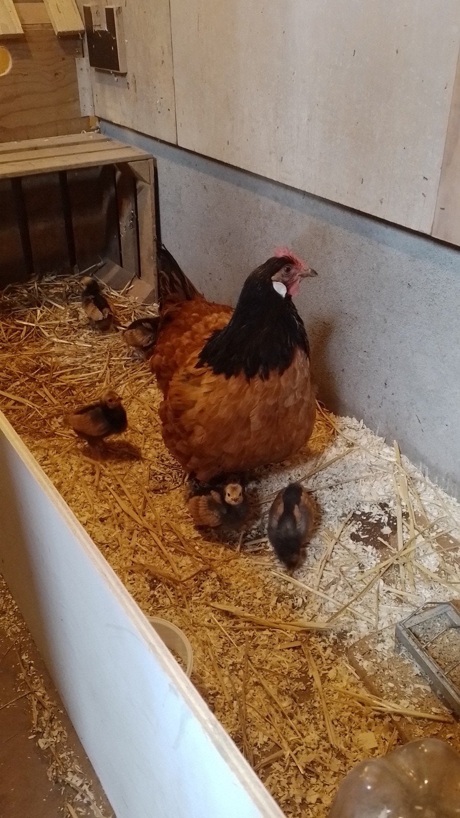 Vorwerk kuikens groot, Meerdere dieren, Kip