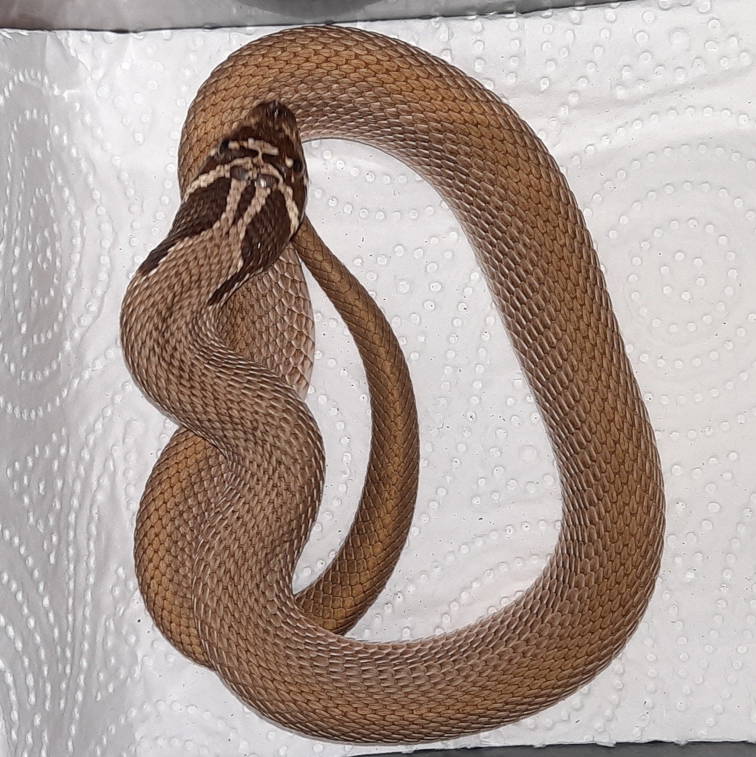 Heterodon nasicus man (Superconda. Het albino. Het axantic) Hognose Snake - male for sale from C.J.G
