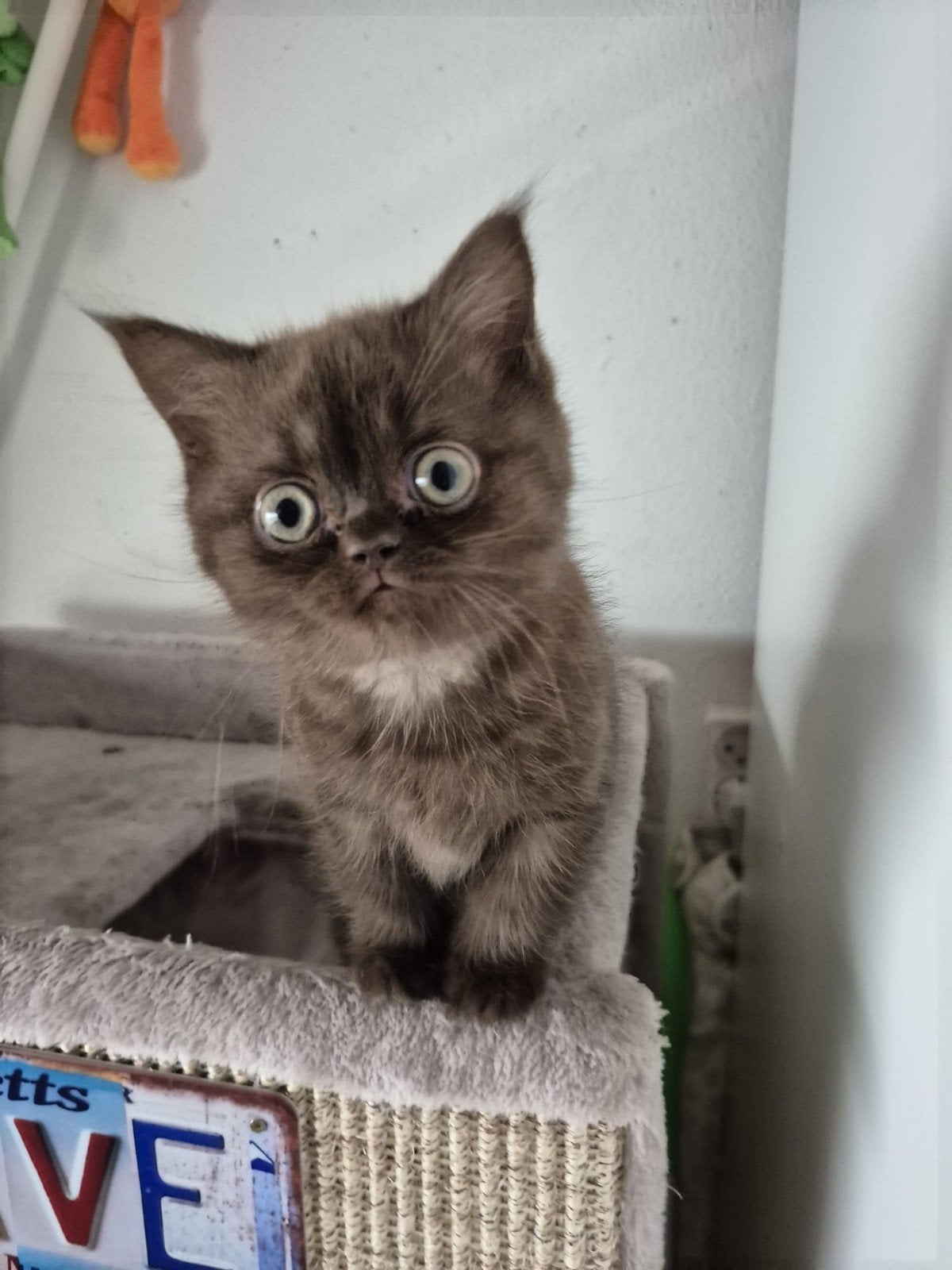 britse korthaar choco poesje, Dieren en Toebehoren, Katten en Kittens | Raskatten | Korthaar, Poes, Gechipt, 0 tot 2 jaar