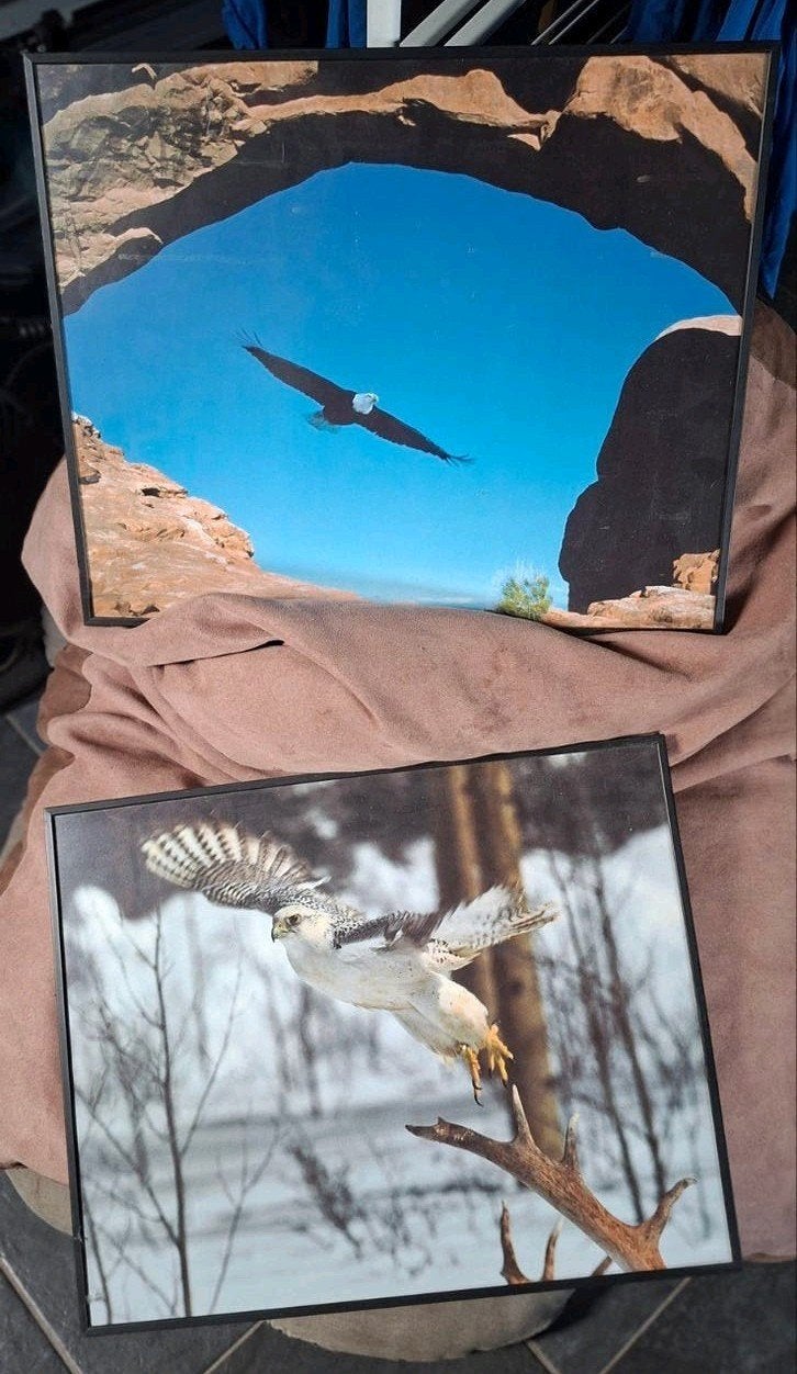 2 grote zwarte lijsten met adelaars, Ophalen, Foto of Poster