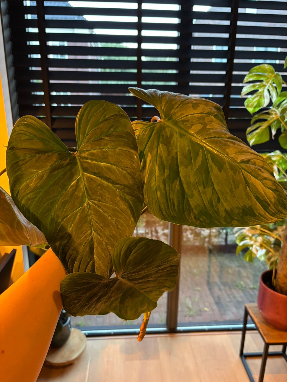 Philodendron Majestic stekjes (groot), Huis en Inrichting, Ophalen, Halfschaduw, Minder dan 100 cm