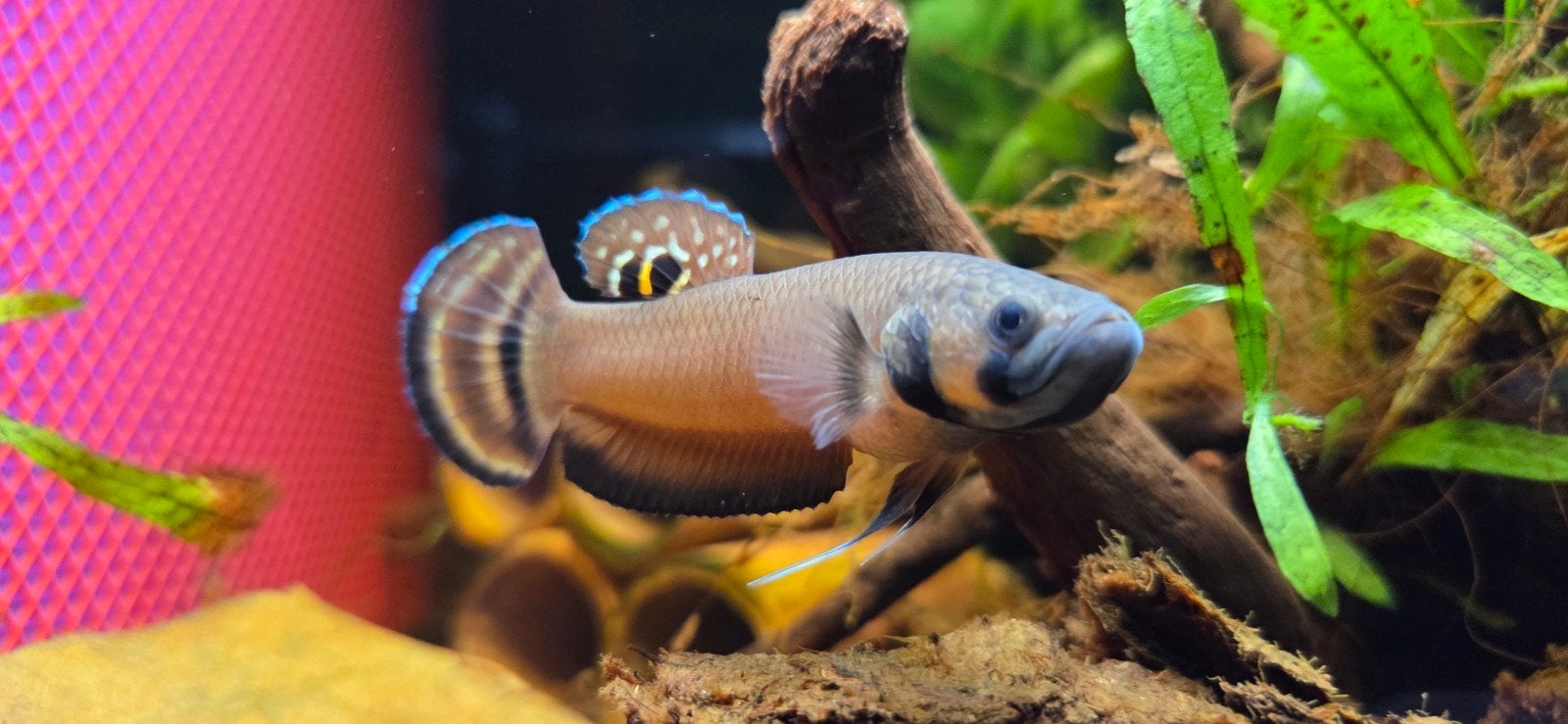wilde betta Macrostoma F1, Dieren en Toebehoren, Vissen | Aquariumvissen, Vis, Zoetwatervis