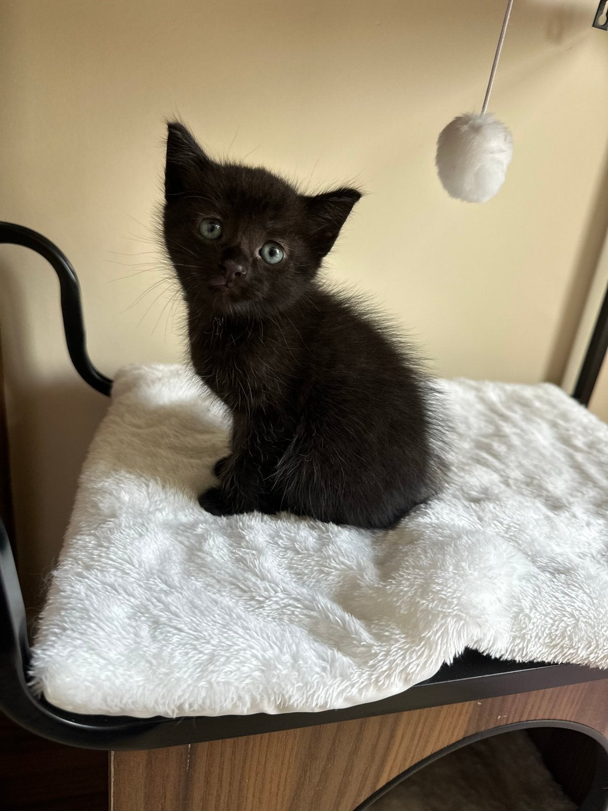 3 lieve kittens ( let op 1 beschikbaar prijs bespreekbaar), Kater, Ontwormd, 0 tot 2 jaar