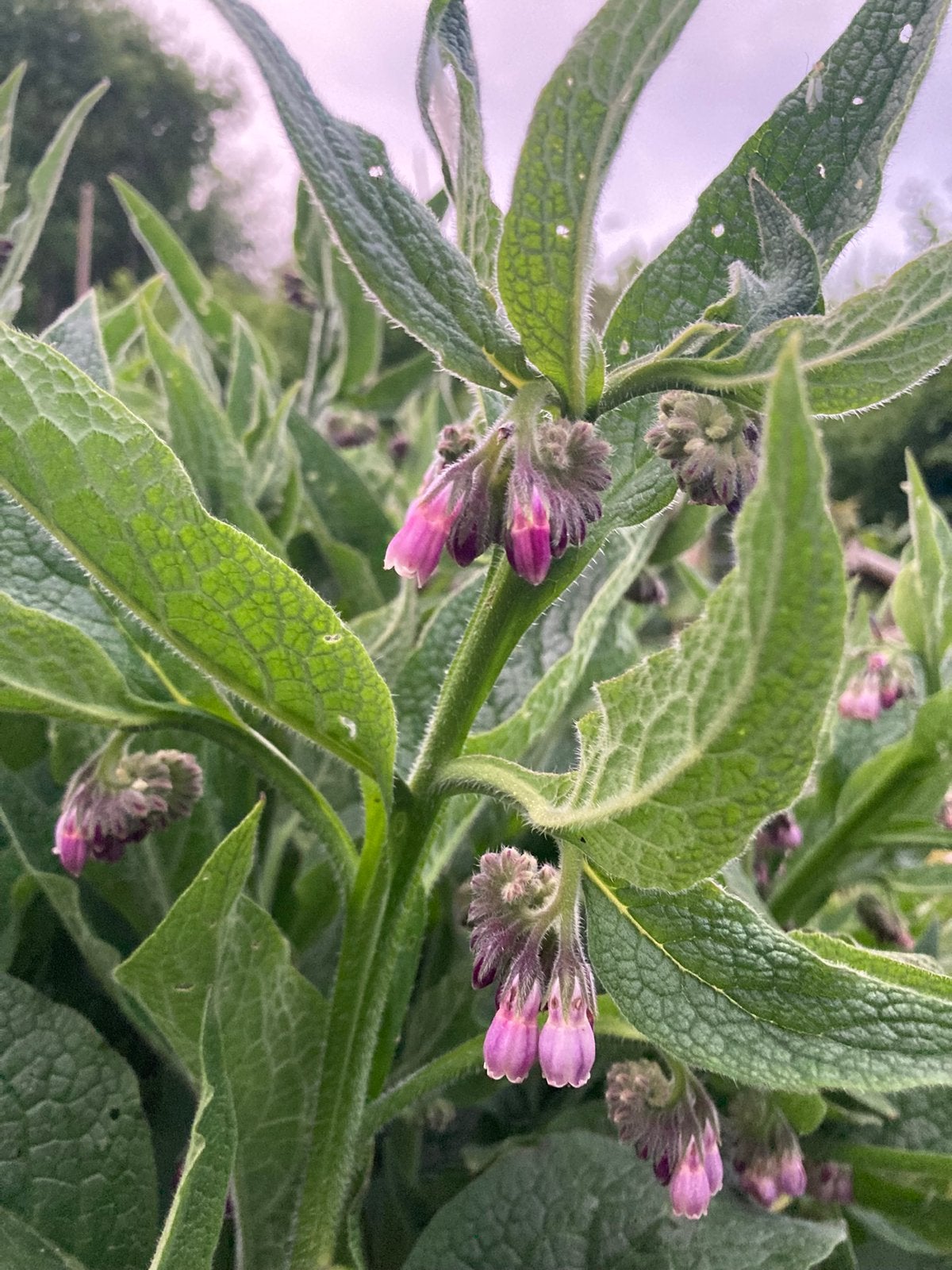 Russische smeerwortel, bocking 14, Ophalen, Vaste plant, Overige soorten, Volle zon