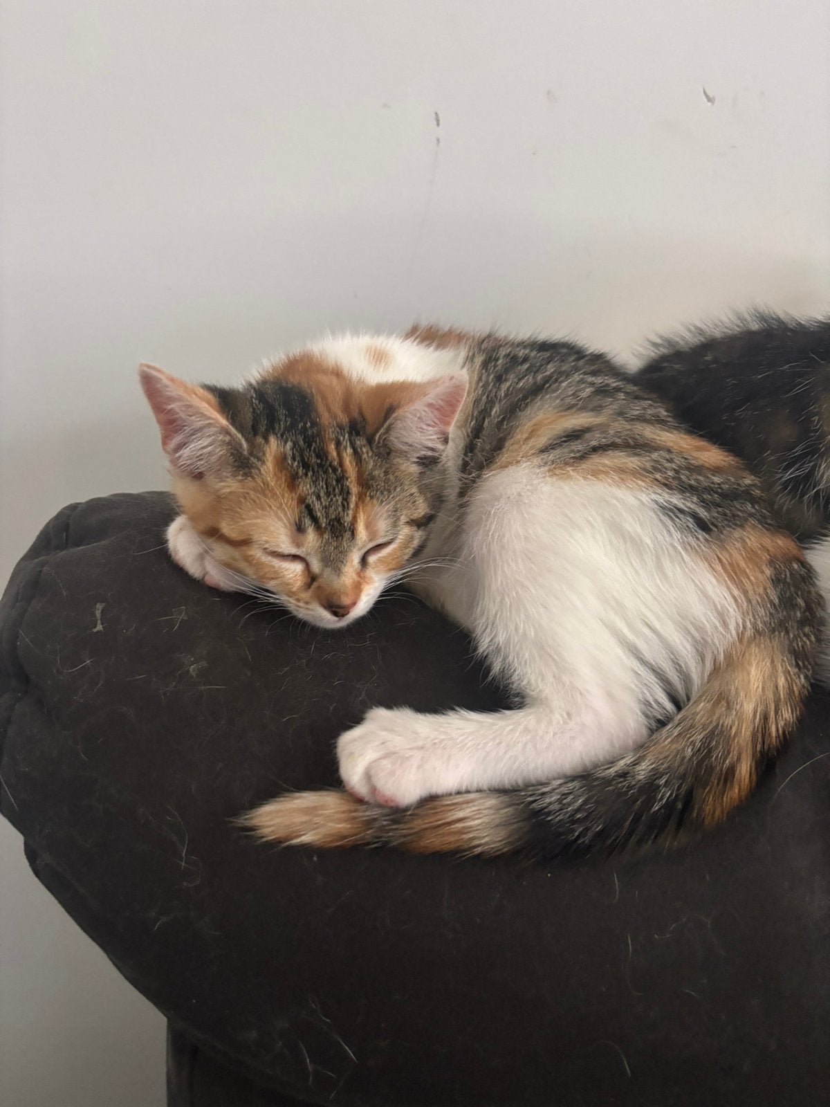 Lieve kittens te koop, Dieren en Toebehoren, Katten en Kittens | Overige Katten, Kortharig, Meerdere dieren, 0 tot 2 jaar