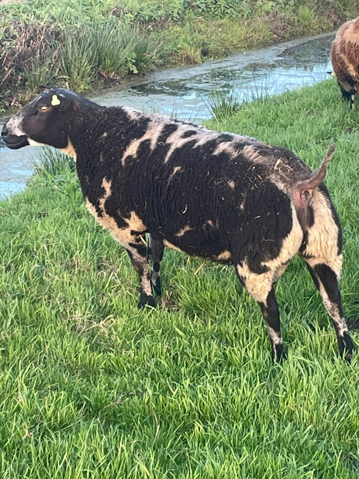 🇳🇱Super bonte dekrammen! zwoeger vrij ARR/ARR, Dieren en Toebehoren, Mannelijk, Schaap