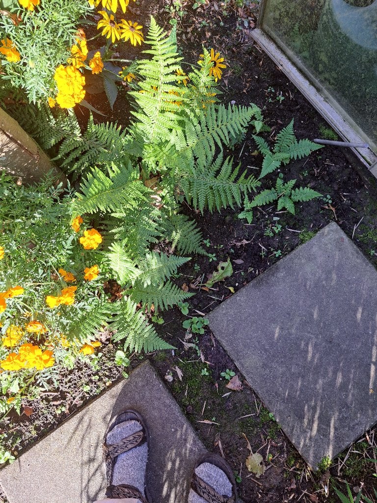 varens, tuinvarens, Ophalen, Vaste plant, Varens, Bloeit niet