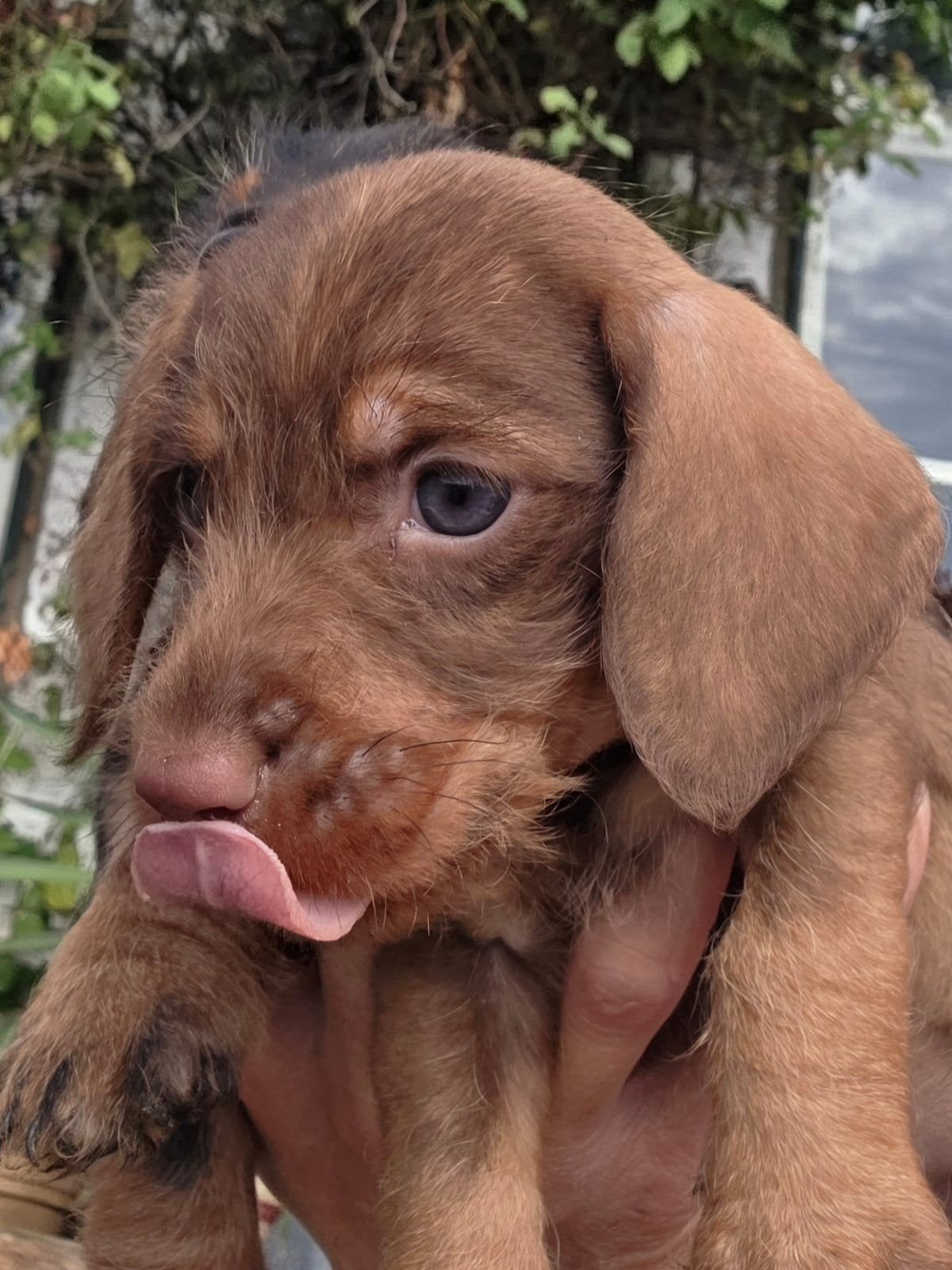 leuke dwerg / standaard ruwhaar teckel pups., Dieren en Toebehoren, Parvo, 8 tot 15 weken, Dwerg, Meerdere