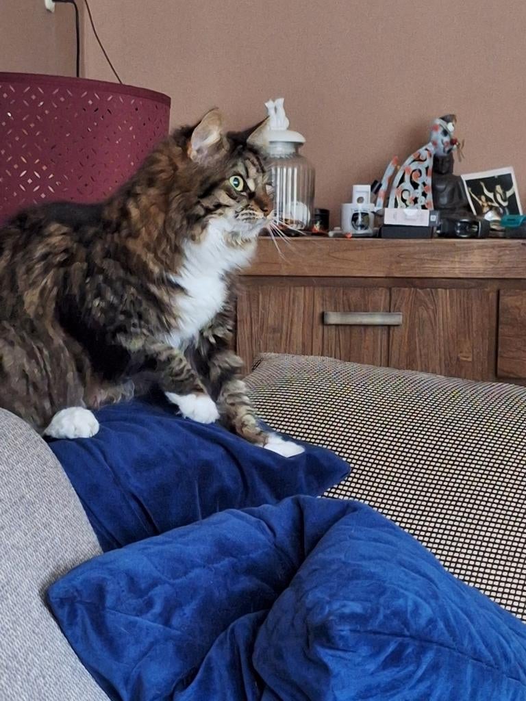Mooie langharige kat, Poes, Gechipt, 6 jaar of ouder