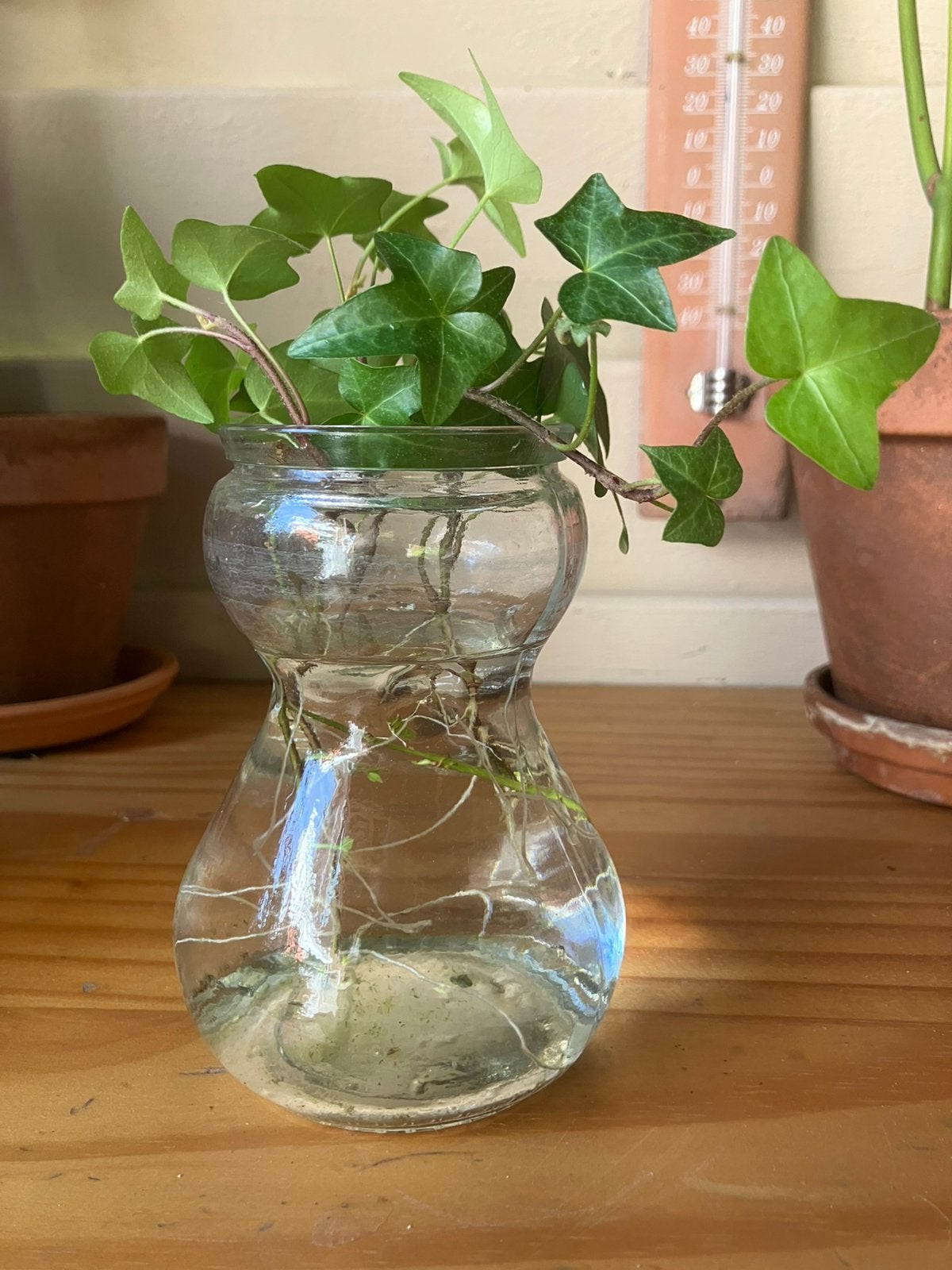 4 Hedera stekjes in hyacint vaasje, Ophalen, Volle zon, Minder dan 100 cm