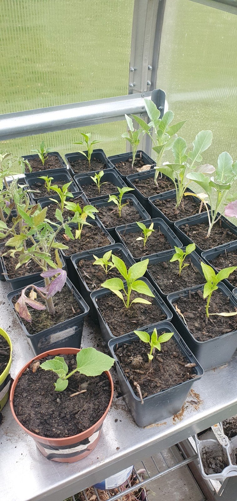 Moestuin stekjes diverse soorten, Ophalen