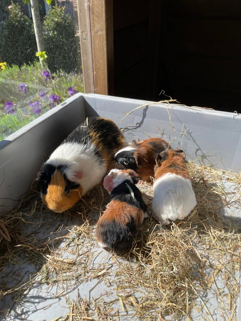Moeder cavia met 3 jonkies te koop, Dieren en Toebehoren, Pluimvee, Kip, Meerdere dieren