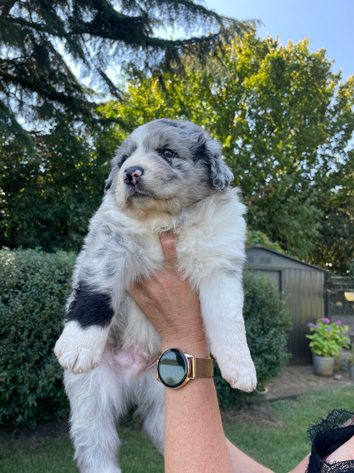 UNIEKE Wetterhoun X Australian Shepherd pups, Parvo, Overige rassen, 8 tot 15 weken, Meerdere