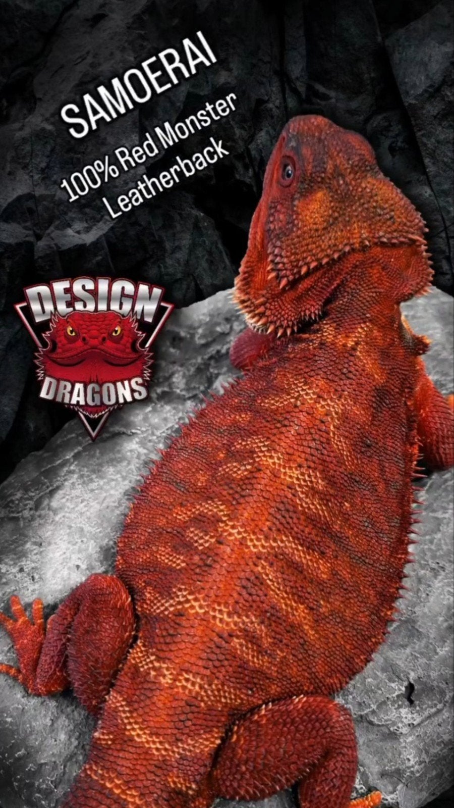 100% Red Monster Leatherback Baardagaam Man Bearded Dragon photo 6