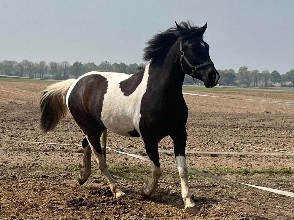 3-jarige, bonte E-pony ruin, Dieren en Toebehoren, Pony's, Ruin, E pony (1.48m - 1.57m), Gechipt, 3 tot 6 jaar