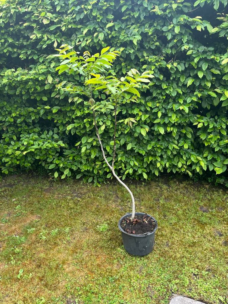 Walnootboom (Juglans regia) - Jonge boom in pot, Ophalen, 100 tot 250 cm