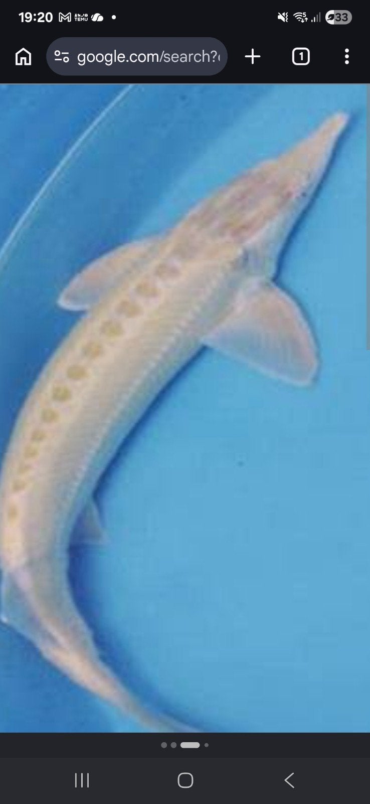 Gezocht 1 meter albino steur of groter, Dieren en Toebehoren, Vissen | Vijvervissen
