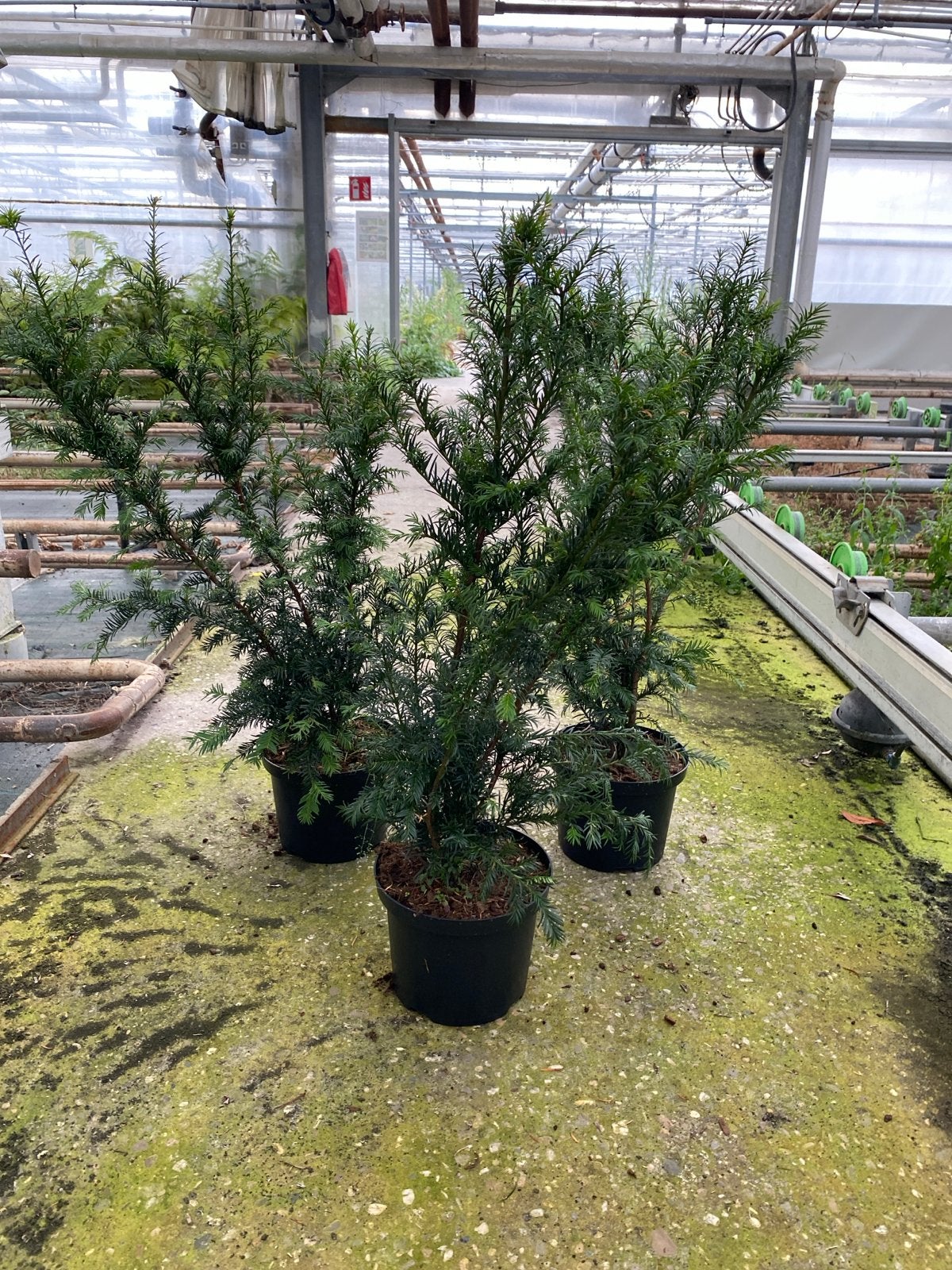 Taxus baccata - 30 stuks voor haag of solitaire aanplant, Ophalen, Bloeit niet, Overige soorten, Halfschaduw