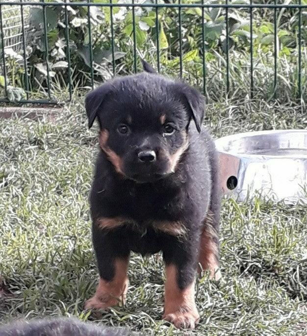 Rottweiler pups, Parvo, België, Particulier, 8 tot 15 weken