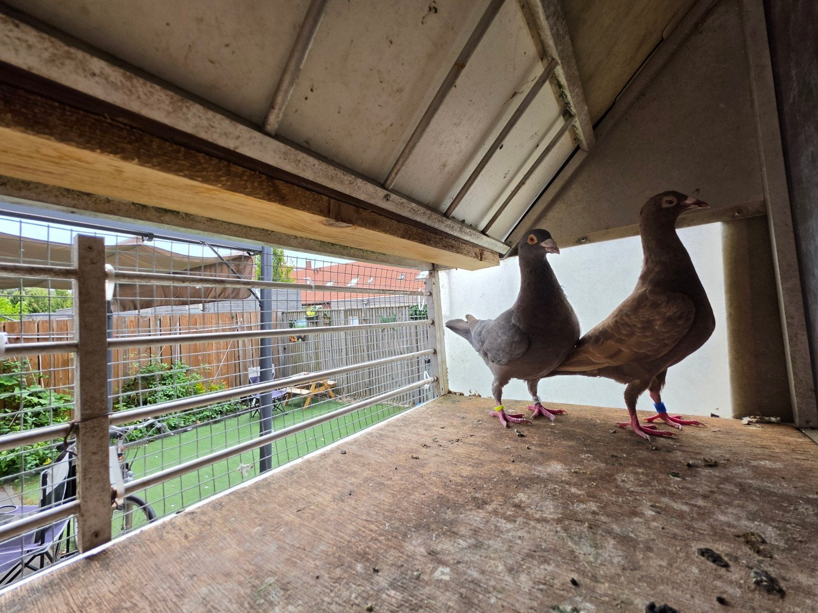 Gezond, goed verzorgd en jong koppel., Dieren en Toebehoren, Meerdere dieren, Postduif