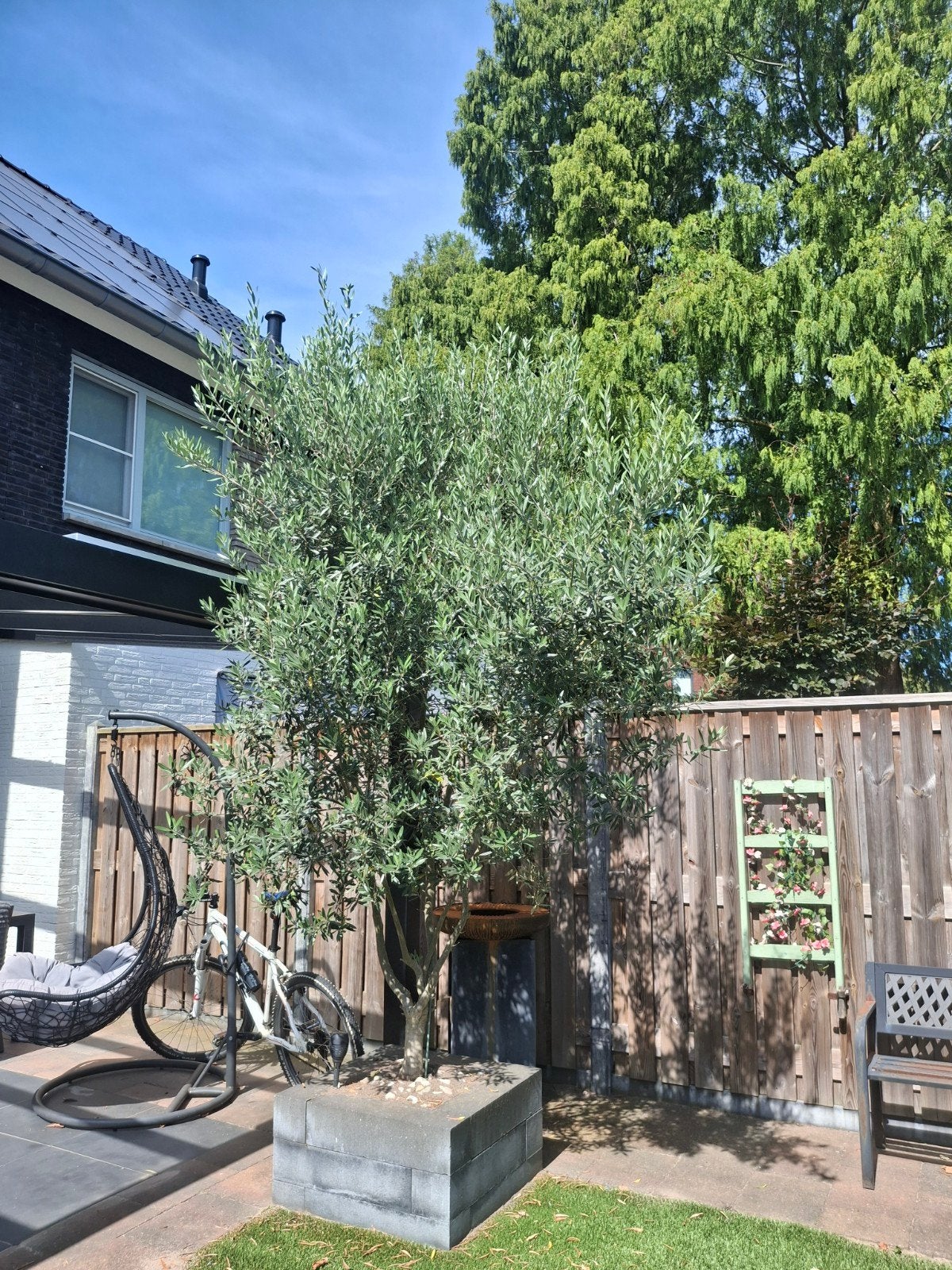Grote olijfboom, Volle zon, Vaste plant, Lente, Ophalen