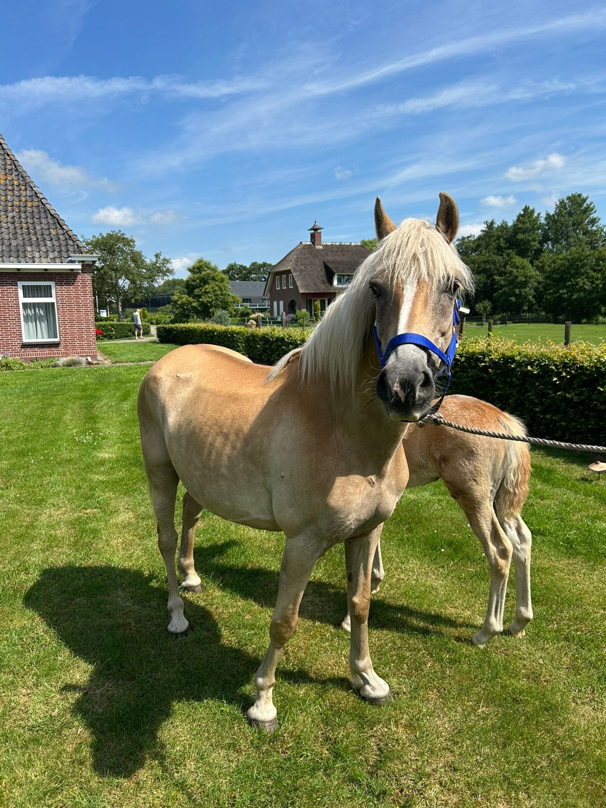 Mooi makke haflinger met merrieveulen, Dieren en Toebehoren, Pony's, Merrie, Met stamboom, 11 jaar of ouder, Recreatiepony
